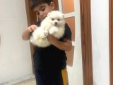 2 Aylık Erkek Pomeranian Teddy Bear